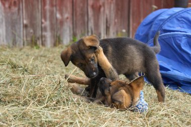 Skaraborg İsveç 'te bir bahar günü bahçede oynarken yakalanan güzel Alman çoban köpekleri.