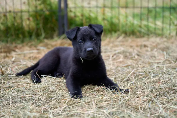 Skaraborg İsveç 'te bir bahar günü bahçede oynarken yakalanan güzel Alman çoban köpekleri.