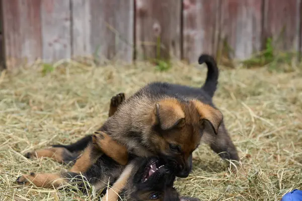 Skaraborg İsveç 'te bir bahar günü bahçede oynarken yakalanan güzel Alman çoban köpekleri.