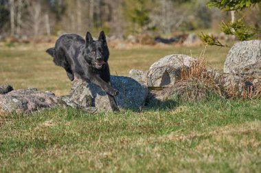 Skaraborg İsveç 'teki bir çayırda güneşli bir bahar öğleden sonrasında güzel siyah Alman çoban köpeği.