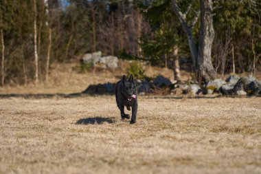 Skaraborg İsveç 'teki bir çayırda güneşli bir bahar öğleden sonrasında güzel siyah Alman çoban köpeği.