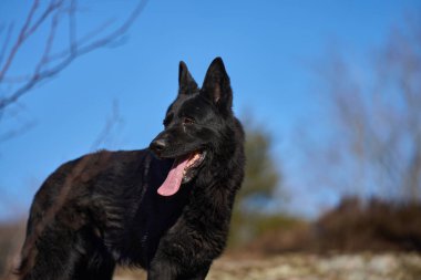 Skaraborg İsveç 'teki bir çayırda güneşli bir bahar öğleden sonrasında güzel siyah Alman çoban köpeği.