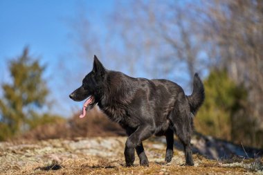 Skaraborg İsveç 'teki bir çayırda güneşli bir bahar öğleden sonrasında güzel siyah Alman çoban köpeği.