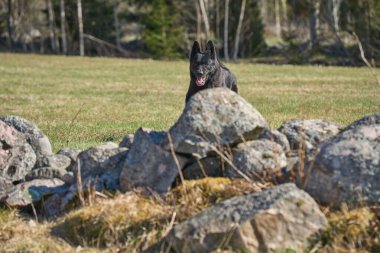 Skaraborg İsveç 'teki bir çayırda güneşli bir bahar öğleden sonrasında güzel siyah Alman çoban köpeği.