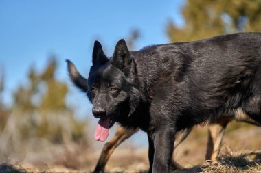 Skaraborg İsveç 'teki bir çayırda güneşli bir bahar öğleden sonrasında güzel siyah Alman çoban köpeği.