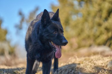 Skaraborg İsveç 'teki bir çayırda güneşli bir bahar öğleden sonrasında güzel siyah Alman çoban köpeği.