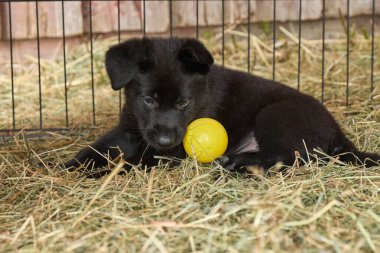 Güzel Alman çoban köpekleri Skaraborg İsveç 'te güneşli bir bahar öğleden sonrasında koşularında oynuyorlar.