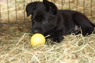 Güzel Alman çoban köpekleri Skaraborg İsveç 'te güneşli bir bahar öğleden sonrasında koşularında oynuyorlar.