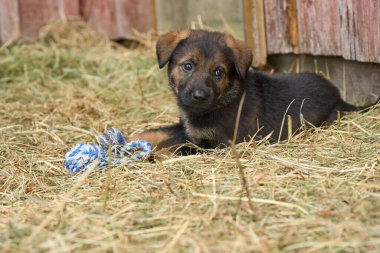 Güzel Alman çoban köpekleri Skaraborg İsveç 'te güneşli bir bahar öğleden sonrasında koşularında oynuyorlar.