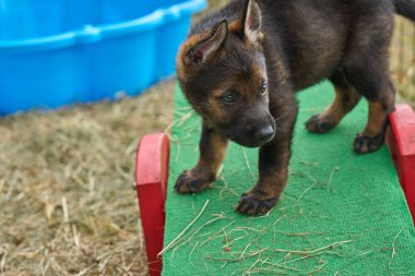 Güzel Alman çoban köpekleri Skaraborg İsveç 'te güneşli bir bahar öğleden sonrasında koşularında oynuyorlar.