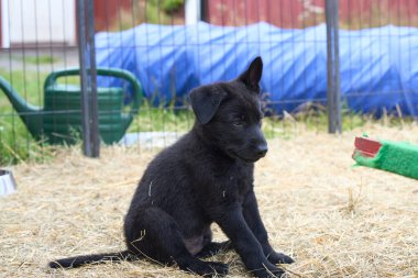 Güzel Alman çoban köpekleri Skaraborg İsveç 'te güneşli bir bahar öğleden sonrasında koşularında oynuyorlar.