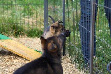 Güzel Alman çoban köpekleri Skaraborg İsveç 'te güneşli bir bahar öğleden sonrasında koşularında oynuyorlar.