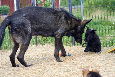 Güzel Alman çoban köpekleri Skaraborg İsveç 'te güneşli bir bahar öğleden sonrasında koşularında oynuyorlar.