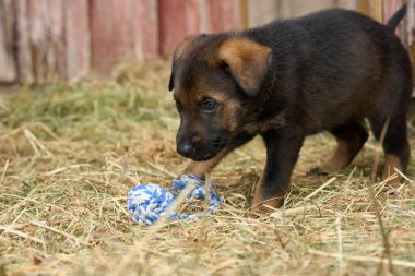 Güzel Alman çoban köpekleri Skaraborg İsveç 'te güneşli bir bahar öğleden sonrasında koşularında oynuyorlar.