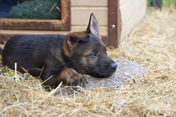 Güzel Alman çoban köpekleri Skaraborg İsveç 'te güneşli bir bahar öğleden sonrasında koşularında oynuyorlar.