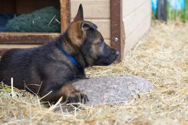 Güzel Alman çoban köpekleri Skaraborg İsveç 'te güneşli bir bahar öğleden sonrasında koşularında oynuyorlar.