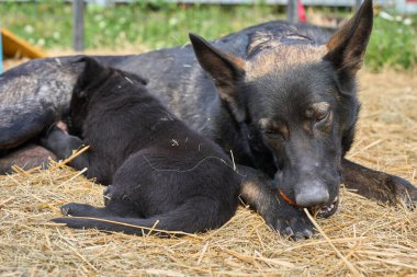 Güzel Alman çoban köpeği, Skaraborg İsveç 'te ılık bir bahar günü yavrularıyla koşuya çıkar.