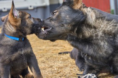 Güzel Alman çoban köpeği, Skaraborg İsveç 'te ılık bir bahar günü yavrularıyla koşuya çıkar.