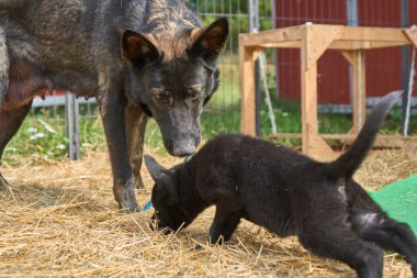 Güzel Alman çoban köpeği, Skaraborg İsveç 'te ılık bir bahar günü yavrularıyla koşuya çıkar.