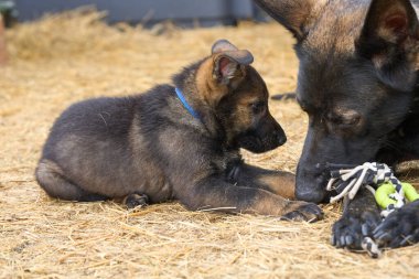 Güzel Alman çoban köpeği, Skaraborg İsveç 'te ılık bir bahar günü yavrularıyla koşuya çıkar.