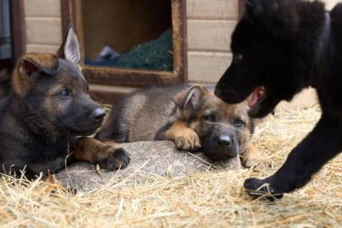 İsveç 'in Skaraborg şehrinde bir bahar günü çevrelerinde oynayan güzel Alman çoban köpekleri.