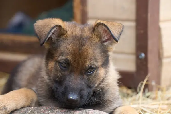 İsveç 'in Skaraborg şehrinde bir bahar günü çevrelerinde oynayan güzel Alman çoban köpekleri.