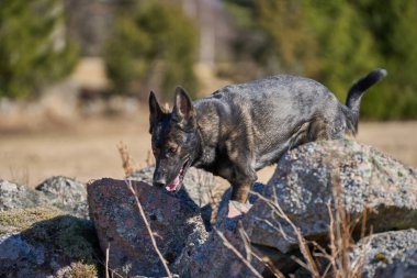 Skaraborg İsveç 'te güneşli bir bahar gününde çayırda doğal bir taş duvardan atlayan güzel Alman çoban köpeği.