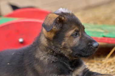 İsveç 'in Skaraborg bölgesindeki bir çiftlikte dinlenen güzel Alman çoban köpekleri.