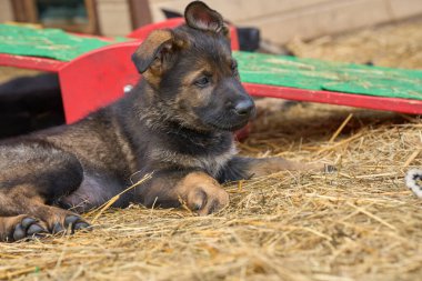 İsveç 'in Skaraborg bölgesindeki bir çiftlikte dinlenen güzel Alman çoban köpekleri.