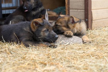 İsveç 'in Skaraborg bölgesindeki bir çiftlikte dinlenen güzel Alman çoban köpekleri.