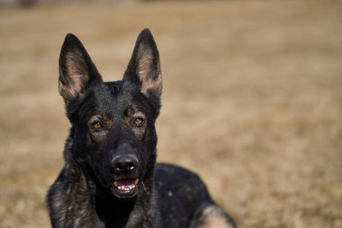 Skaraborg İsveç 'te güneşli bir sonbahar gününde çayırdaki güzel bir Alman çoban köpeğinin portresi.