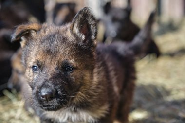 Güzel Alman çoban köpekleri, Skaraborg İsveç 'teki bir çiftlikte güneşli bir bahar gününde çevrelerinde oynuyorlar.