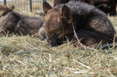 Güzel Alman çoban köpekleri, Skaraborg İsveç 'teki bir çiftlikte güneşli bir bahar gününde çevrelerinde oynuyorlar.