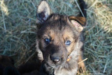 Güzel Alman çoban köpekleri, Skaraborg İsveç 'teki bir çiftlikte güneşli bir bahar gününde çevrelerinde oynuyorlar.
