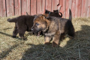 Güzel Alman çoban köpekleri, Skaraborg İsveç 'teki bir çiftlikte güneşli bir bahar gününde çevrelerinde oynuyorlar.