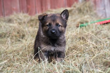 Güzel Alman çoban köpekleri, Skaraborg İsveç 'teki bir çiftlikte güneşli bir bahar gününde çevrelerinde oynuyorlar.