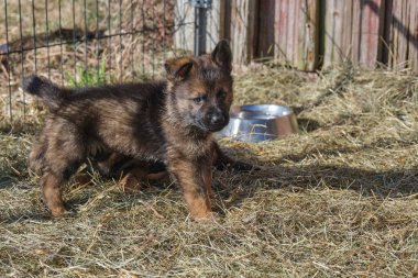 Güzel Alman çoban köpekleri, Skaraborg İsveç 'teki bir çiftlikte güneşli bir bahar gününde çevrelerinde oynuyorlar.