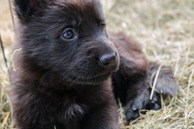 Güzel Alman çoban köpekleri, Skaraborg İsveç 'teki bir çiftlikte güneşli bir bahar gününde çevrelerinde oynuyorlar.