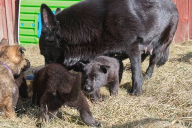 Güzel Alman çoban köpekleri, Skaraborg İsveç 'teki bir çiftlikte güneşli bir bahar gününde çevrelerinde oynuyorlar.