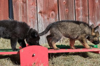 Güzel Alman çoban köpekleri, Skaraborg İsveç 'teki bir çiftlikte güneşli bir bahar gününde çevrelerinde oynuyorlar.