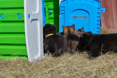 Güzel Alman çoban köpekleri, Skaraborg İsveç 'teki bir çiftlikte güneşli bir bahar gününde çevrelerinde oynuyorlar.