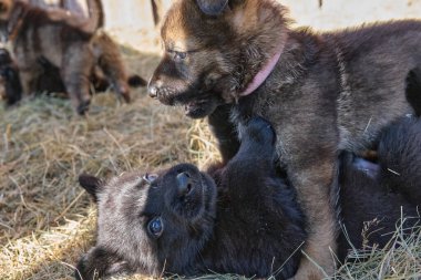 Güzel Alman çoban köpekleri, Skaraborg İsveç 'teki bir çiftlikte güneşli bir bahar gününde çevrelerinde oynuyorlar.