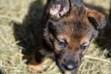 Güzel Alman çoban köpekleri, Skaraborg İsveç 'teki bir çiftlikte güneşli bir bahar gününde çevrelerinde oynuyorlar.