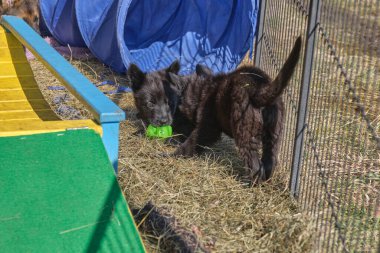 Güzel Alman çoban köpekleri, Skaraborg İsveç 'teki bir çiftlikte güneşli bir bahar gününde çevrelerinde oynuyorlar.