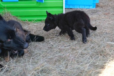 Güzel Alman çoban köpekleri, Skaraborg İsveç 'teki bir çiftlikte güneşli bir bahar gününde çevrelerinde oynuyorlar.