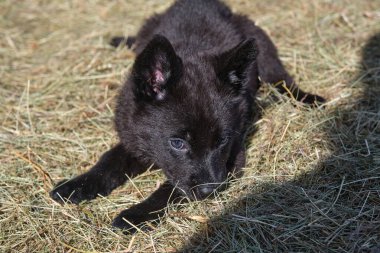 Güzel Alman çoban köpekleri, Skaraborg İsveç 'teki bir çiftlikte güneşli bir bahar gününde çevrelerinde oynuyorlar.