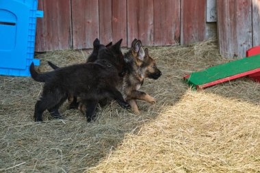 Güzel Alman çoban köpekleri, Skaraborg İsveç 'teki bir çiftlikte güneşli bir bahar gününde çevrelerinde oynuyorlar.