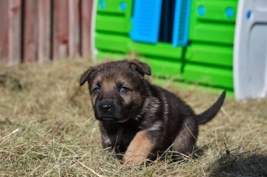 Güzel Alman çoban köpekleri, Skaraborg İsveç 'teki bir çiftlikte güneşli bir bahar gününde çevrelerinde oynuyorlar.