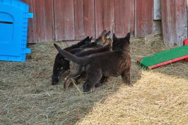 Güzel Alman çoban köpekleri, Skaraborg İsveç 'teki bir çiftlikte güneşli bir bahar gününde çevrelerinde oynuyorlar.