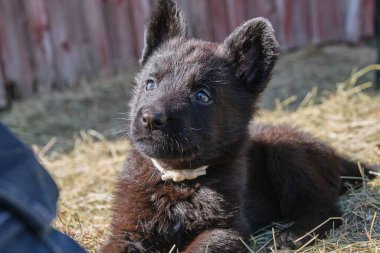 Güzel Alman çoban köpekleri, Skaraborg İsveç 'teki bir çiftlikte güneşli bir bahar gününde çevrelerinde oynuyorlar.